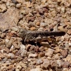 Austroicetes sp. (genus) (A grasshopper) at Denman Prospect 2 Estate Deferred Area (Block 12) - 7 Jan 2024 by KorinneM