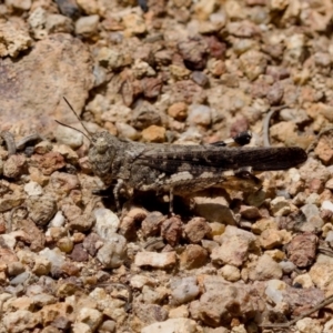 Austroicetes sp. (genus) at Denman Prospect 2 Estate Deferred Area (Block 12) - 7 Jan 2024