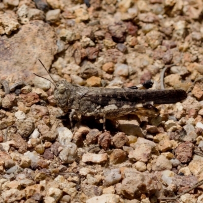 Austroicetes sp. (genus) (A grasshopper) at Piney Ridge - 7 Jan 2024 by KorinneM