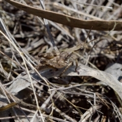 Phaulacridium vittatum (Wingless Grasshopper) at Piney Ridge - 7 Jan 2024 by KorinneM