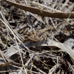 Phaulacridium vittatum at Denman Prospect 2 Estate Deferred Area (Block 12) - 7 Jan 2024 01:59 PM