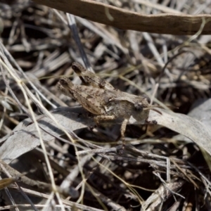 Phaulacridium vittatum at Denman Prospect 2 Estate Deferred Area (Block 12) - 7 Jan 2024 01:59 PM