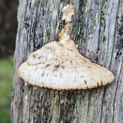 Truncospora ochroleuca at QPRC LGA - 22 Jun 2024 by MatthewFrawley