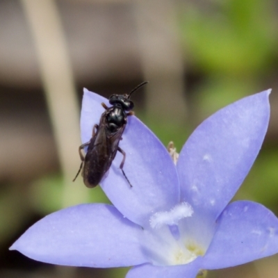 Euryinae (subfamily) (Sawfly) at Piney Ridge - 7 Jan 2024 by KorinneM