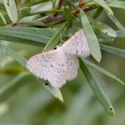 Unidentified Geometer moth (Geometridae) at Denman Prospect, ACT - 7 Jan 2024 by KorinneM