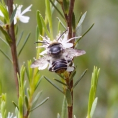 Megachile (Eutricharaea) maculariformis (Gold-tipped leafcutter bee) at Block 402 - 7 Jan 2024 by KorinneM