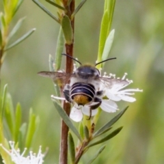 Megachile (Eutricharaea) maculariformis at Bluetts Block (402, 403, 12, 11) - 7 Jan 2024