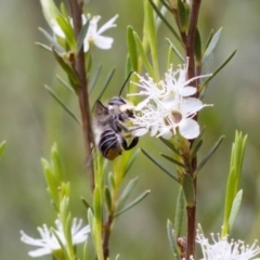 Megachile (Eutricharaea) maculariformis at Bluetts Block (402, 403, 12, 11) - 7 Jan 2024