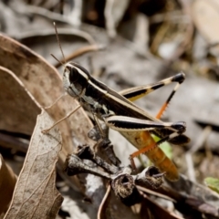 Macrotona australis (Common Macrotona Grasshopper) at Block 402 - 7 Jan 2024 by KorinneM