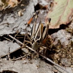 Macrotona australis at Bluetts Block (402, 403, 12, 11) - 7 Jan 2024