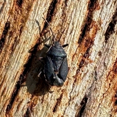 Platycoris rugosus (Shield bug) at Namadgi National Park - 21 Jun 2024 by KMcCue