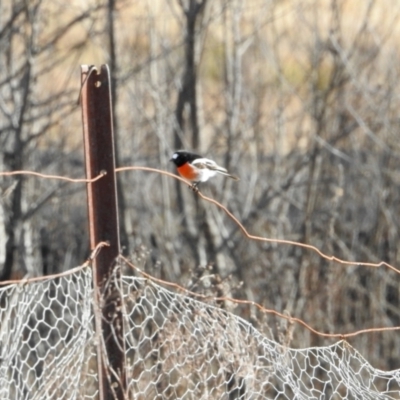 Petroica boodang (Scarlet Robin) at Namadgi National Park - 22 Jun 2024 by KMcCue