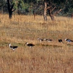 Threskiornis spinicollis (Straw-necked Ibis) at Mulligans Flat - 8 Jun 2024 by Noddap