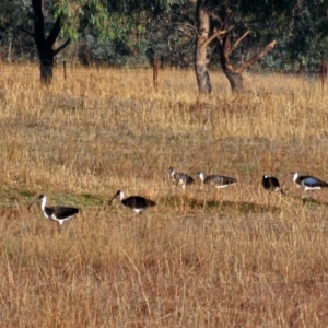 Threskiornis spinicollis at Mulligans Flat - 8 Jun 2024