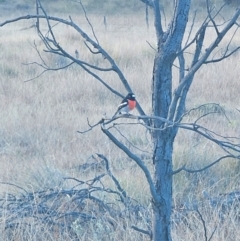 Petroica boodang (Scarlet Robin) at Mulligans Flat - 2 Jun 2024 by Noddap