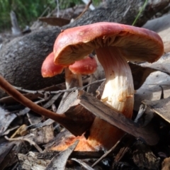 Unidentified Cap on a stem; gills below cap [mushrooms or mushroom-like] at Sth Tablelands Ecosystem Park - 13 Jun 2024 by AndyRussell