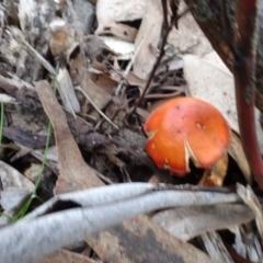 Leratiomcyes ceres at Sth Tablelands Ecosystem Park - 13 Jun 2024 12:05 PM