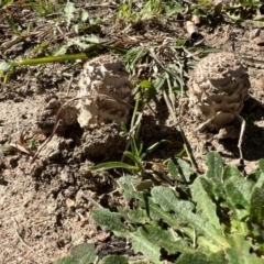 Coprinus comatus at Reid, ACT - 21 Apr 2024 12:27 PM