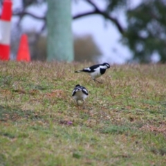 Grallina cyanoleuca (Magpie-lark) at Bingara, NSW - 20 Jun 2024 by MB