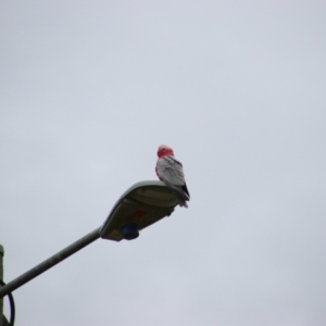 Eolophus roseicapilla at Bingara, NSW - 20 Jun 2024