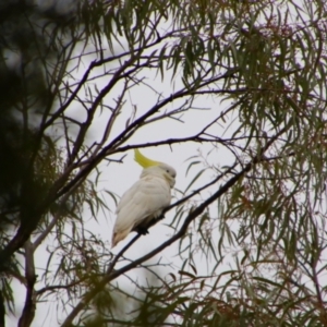 Cacatua galerita at Bingara, NSW - 20 Jun 2024 03:12 PM