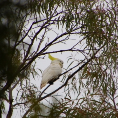 Cacatua galerita (Sulphur-crested Cockatoo) at Bingara, NSW - 20 Jun 2024 by MB