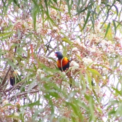 Trichoglossus moluccanus (Rainbow Lorikeet) at Bingara, NSW - 20 Jun 2024 by MB