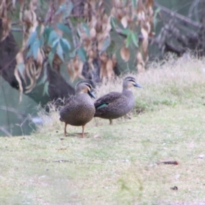 Anas superciliosa at Bingara, NSW - 20 Jun 2024