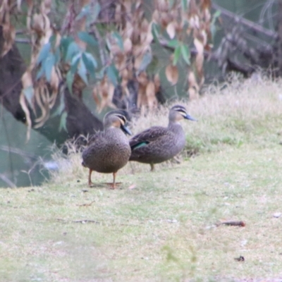 Anas superciliosa (Pacific Black Duck) at Bingara, NSW - 20 Jun 2024 by MB