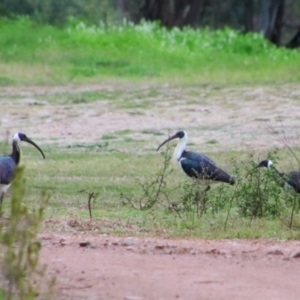 Threskiornis spinicollis at Bingara, NSW - 20 Jun 2024 02:58 PM