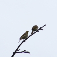 Ptilotula penicillata (White-plumed Honeyeater) at Bingara, NSW - 20 Jun 2024 by MB