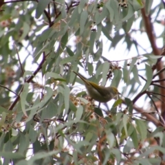 Ptilotula penicillata at Bingara, NSW - 20 Jun 2024