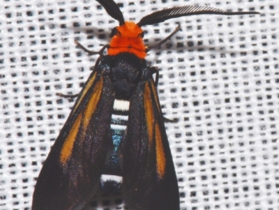 Hestiochora intermixta (A Forester or Burnet moth (Zygaenidae)) at Sheldon, QLD - 9 Mar 2024 by PJH123