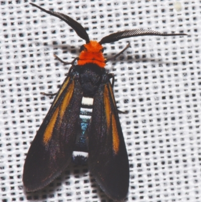 Hestiochora intermixta (A Forester or Burnet moth (Zygaenidae)) at Sheldon, QLD - 9 Mar 2024 by PJH123