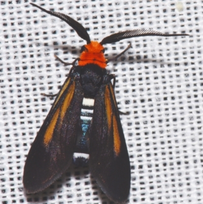 Hestiochora intermixta (A Forester or Burnet moth (Zygaenidae)) at Sheldon, QLD by PJH123