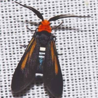 Hestiochora intermixta (A Forester or Burnet moth (Zygaenidae)) by PJH123