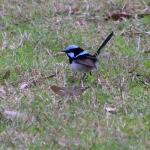 Malurus cyaneus at Bingara, NSW - 20 Jun 2024