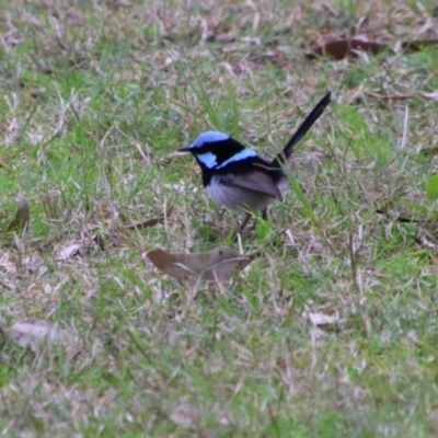 Malurus cyaneus (Superb Fairywren) at Bingara, NSW - 20 Jun 2024 by MB