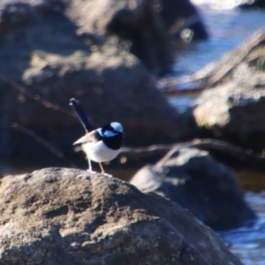 Malurus cyaneus (Superb Fairywren) at Bonshaw, NSW - 21 Jun 2024 by MB