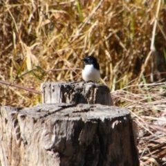 Rhipidura leucophrys (Willie Wagtail) at Bonshaw, NSW - 22 Jun 2024 by MB