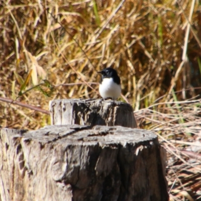 Rhipidura leucophrys (Willie Wagtail) at Bonshaw, NSW - 21 Jun 2024 by MB