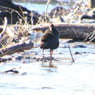 Gallinula tenebrosa (Dusky Moorhen) at Bonshaw, NSW - 21 Jun 2024 by MB