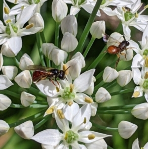 Exoneura sp. (genus) at Unanderra, NSW - suppressed