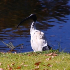 Threskiornis molucca (Australian White Ibis) at Stanthorpe, QLD - 22 Jun 2024 by MB