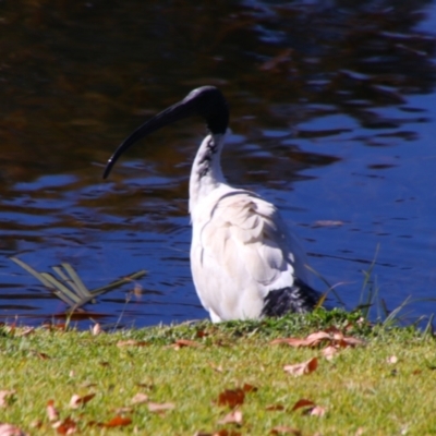 Threskiornis molucca (Australian White Ibis) at Stanthorpe, QLD - 22 Jun 2024 by MB