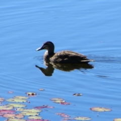 Anas superciliosa (Pacific Black Duck) at Stanthorpe, QLD - 22 Jun 2024 by MB