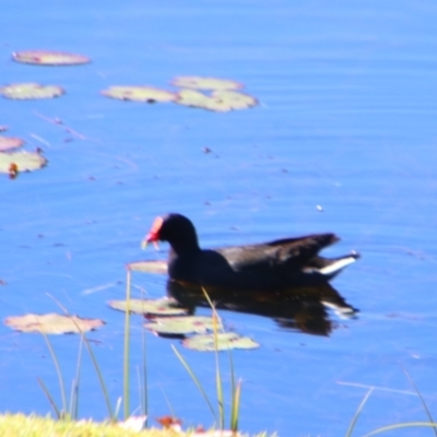 Gallinula tenebrosa (Dusky Moorhen) at Stanthorpe, QLD - 22 Jun 2024 by MB