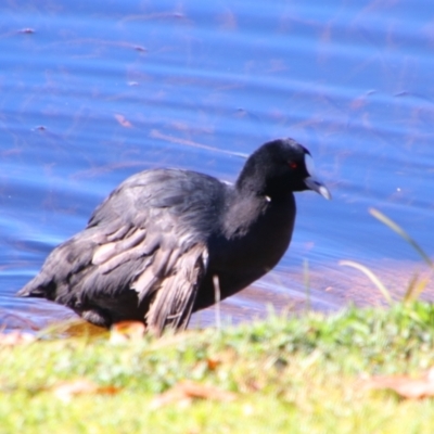 Fulica atra (Eurasian Coot) at Stanthorpe, QLD - 22 Jun 2024 by MB