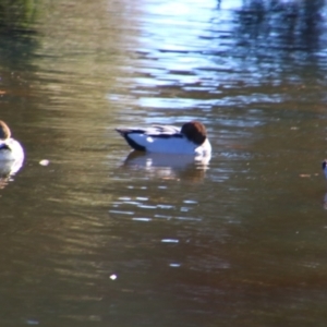 Chenonetta jubata at Stanthorpe, QLD - 22 Jun 2024