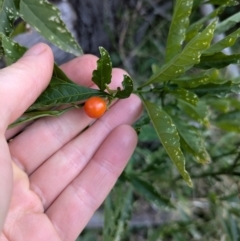 Solanum pseudocapsicum (Jerusalem Cherry, Madeira Cherry) at Mount Ainslie - 22 Jun 2024 by WalterEgo